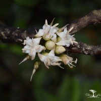 Aegiceras corniculatum (L.) Blanco